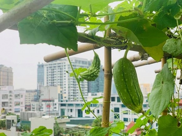 Khu vườn nhỏ xanh mướt, sai trĩu quả trên sân thượng của Ông hoàng nhạc đỏ Trọng Tấn-7
