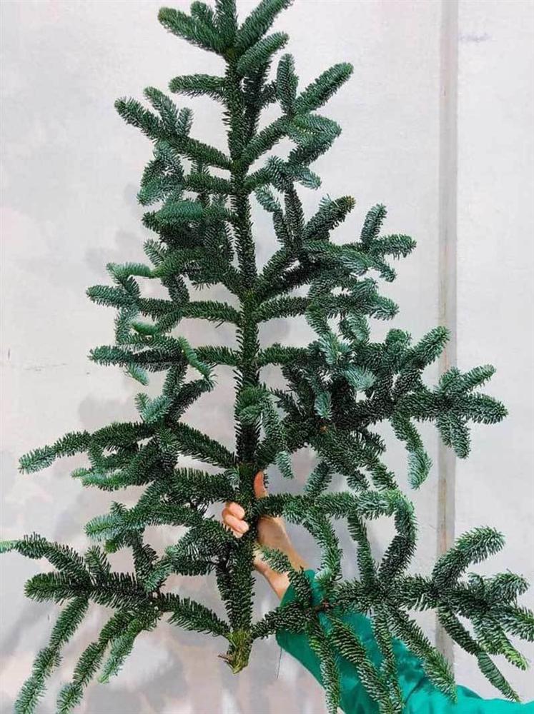 Cành thông tươi bán theo cân, dân Hà thành tới tấp đặt mua-1