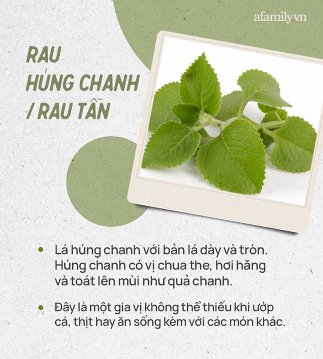 Đừng tự nhận mình là gái đảm nếu chưa phân biệt được các loại rau thơm này hội chị em nhé!-5