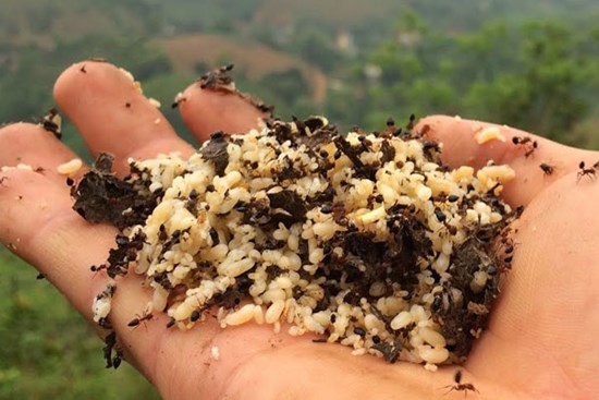 Kỳ lạ trứng kiến gai đen trái mùa hét giá gần triệu đồng/kg vẫn được bà nội trợ sành ăn