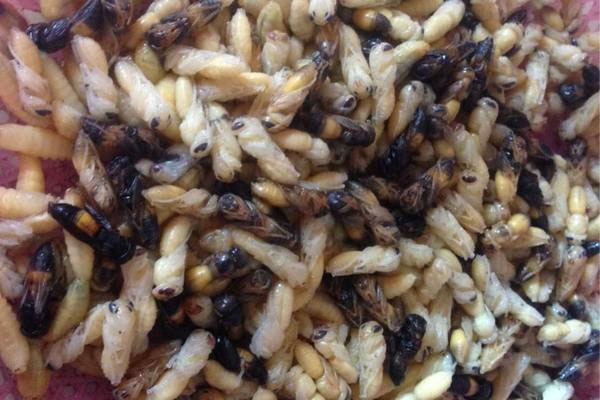 Bạn là người yêu thích món ăn tổ ong và muốn không ngừng khám phá thêm về cách chế biến? Hãy xem đến hình ảnh rừng trồng ong với hàng nghìn tổ ong vạn con xì xào bay lượn để thu hoạch, bạn sẽ phải ngạc nhiên trước sự phong phú của ngành công nghiệp mật ong.
