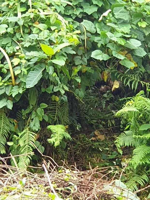 Nghi phạm bắn 4 người thương vong ở Quảng Nam đã thắt cổ tự sát trong rừng-2