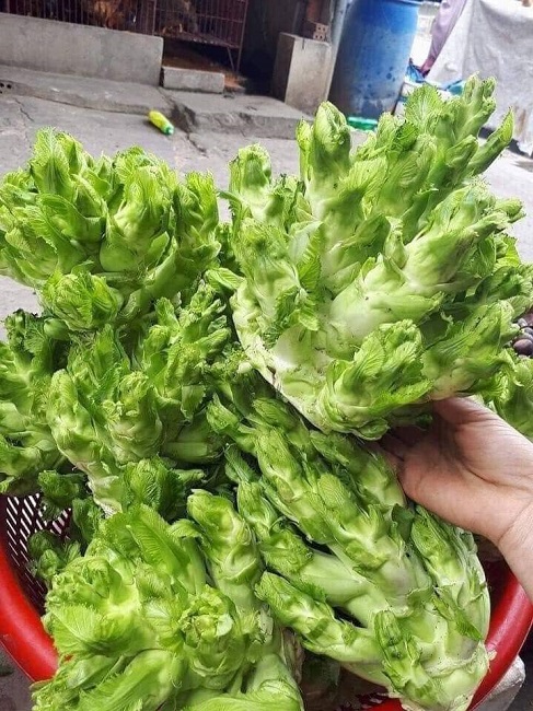Chị em Hà thành lùng mua đặc sản mầm đá” với giá hàng trăm nghìn đồng/cây-2