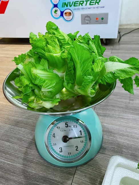 Chị em Hà thành lùng mua đặc sản mầm đá” với giá hàng trăm nghìn đồng/cây-3