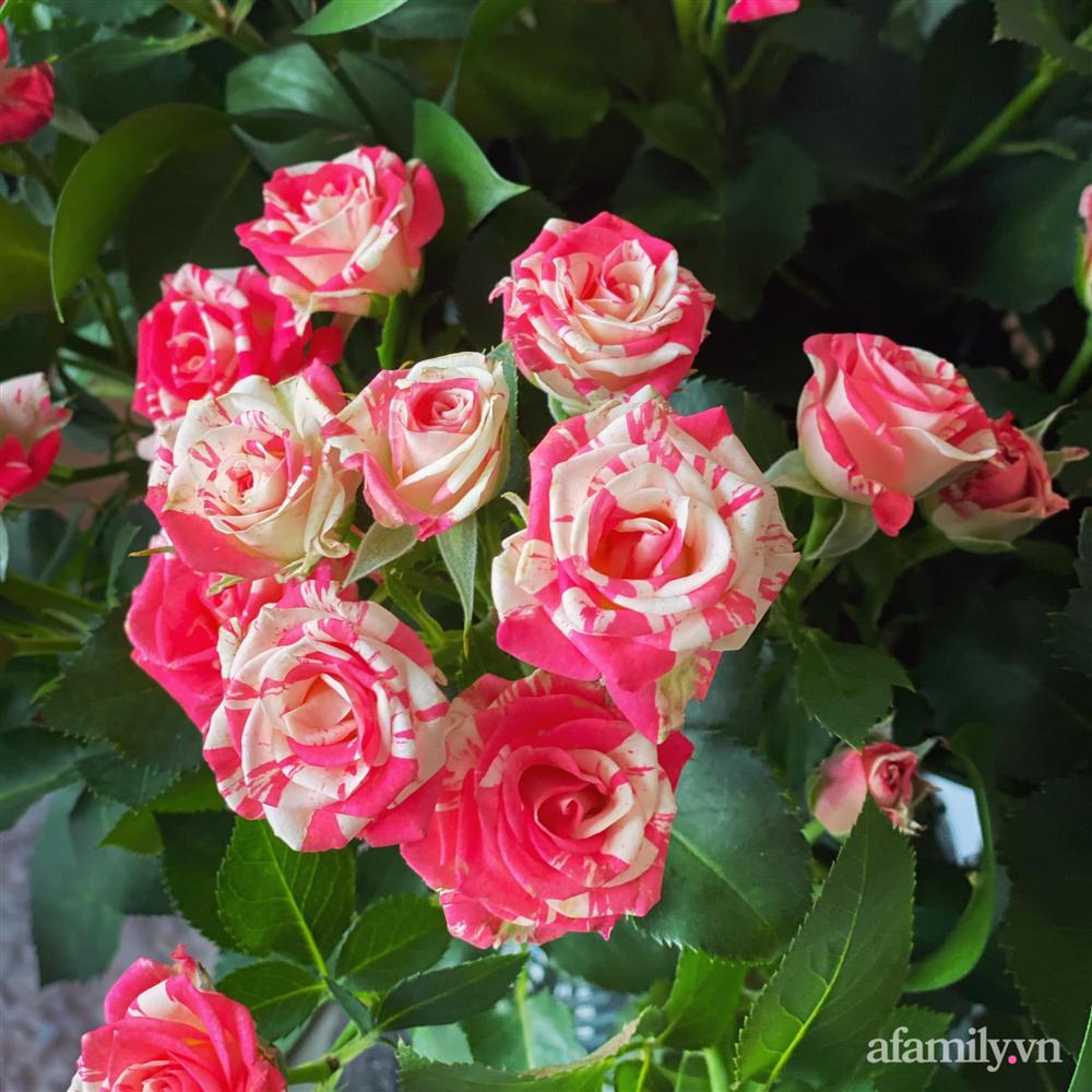 Căn hộ chanh sả tưng bừng đón mừng Giáng sinh của chàng MC độc thân đất Hà Thành-20