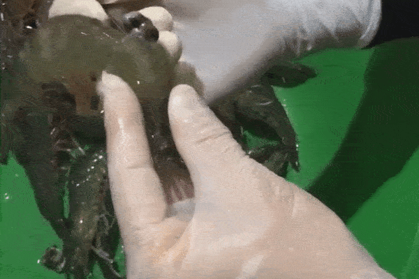 Clip làm sạch tôm chỉ với chiếc thìa gây xôn xao cộng đồng mạng, chị em lại có thêm một cách sơ chế tôm trong 