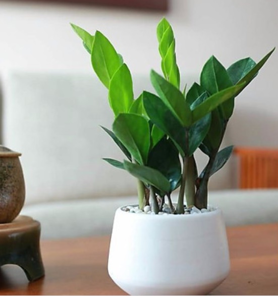 4 loại cây phong thủy nghe tên đã thấy giàu, cuối năm phải đặt một chậu trong nhà để hút thêm tài lộc-1