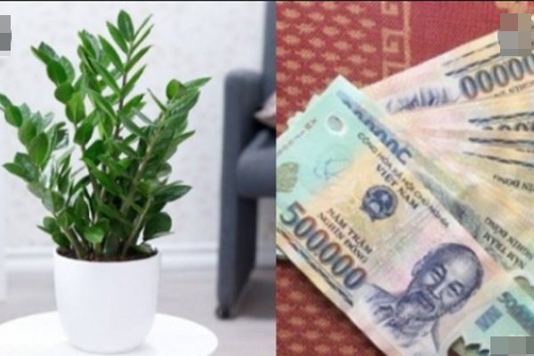 Lựa chọn cây phong thủy bài trí trong nhà, xua tà khí, mang lại may mắn cho gia chủ-8