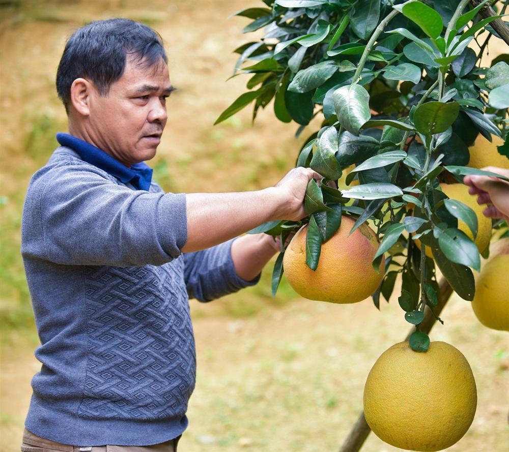 Bưởi tiến vua, nửa triệu đồng một quả, nông dân không có đủ hàng để bán-1