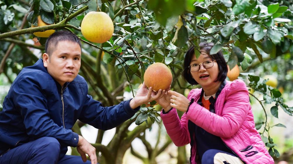 Bưởi tiến vua, nửa triệu đồng một quả, nông dân không có đủ hàng để bán-2