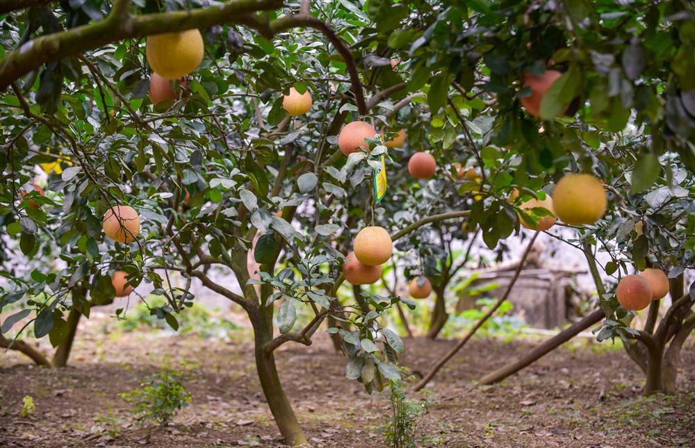 Bưởi tiến vua, nửa triệu đồng một quả, nông dân không có đủ hàng để bán-3