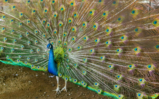 Thuần hóa chim công bằng nước muối, bán tới 80 triệu đồng 1 trống 3 mái-2