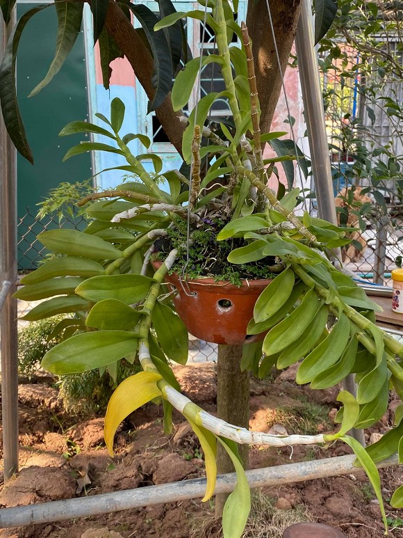 Khu vườn tràn ngập hoa thơm của NSND Minh Hằng, cuộc sống đáng mơ ước khi về hưu-7