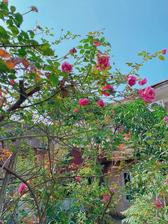 Khu vườn tràn ngập hoa thơm của NSND Minh Hằng, cuộc sống đáng mơ ước khi về hưu-8