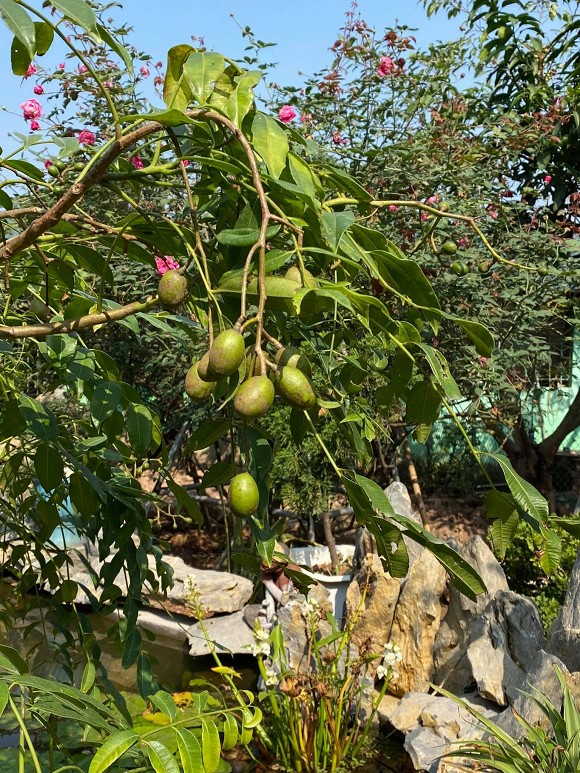 Khu vườn tràn ngập hoa thơm của NSND Minh Hằng, cuộc sống đáng mơ ước khi về hưu-9