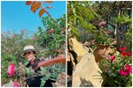 Khu vườn rộng 4000m² của bà mẹ trẻ xinh đẹp trồng rau sạch cho con gái thưởng thức-22