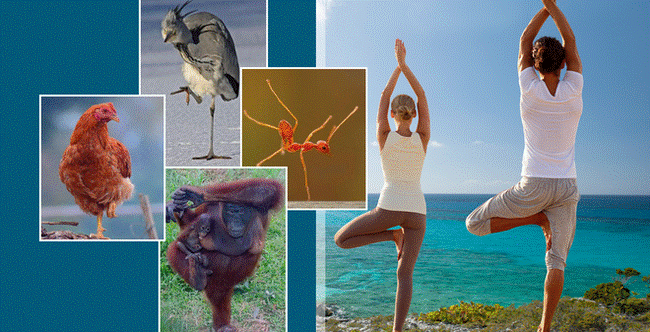 NS Chí Tài từng thực hiện thử thách Đứng một chân để phát hiện nguy cơ đột quỵ: Động tác này hóa ra có rất nhiều lợi ích sức khỏe-3