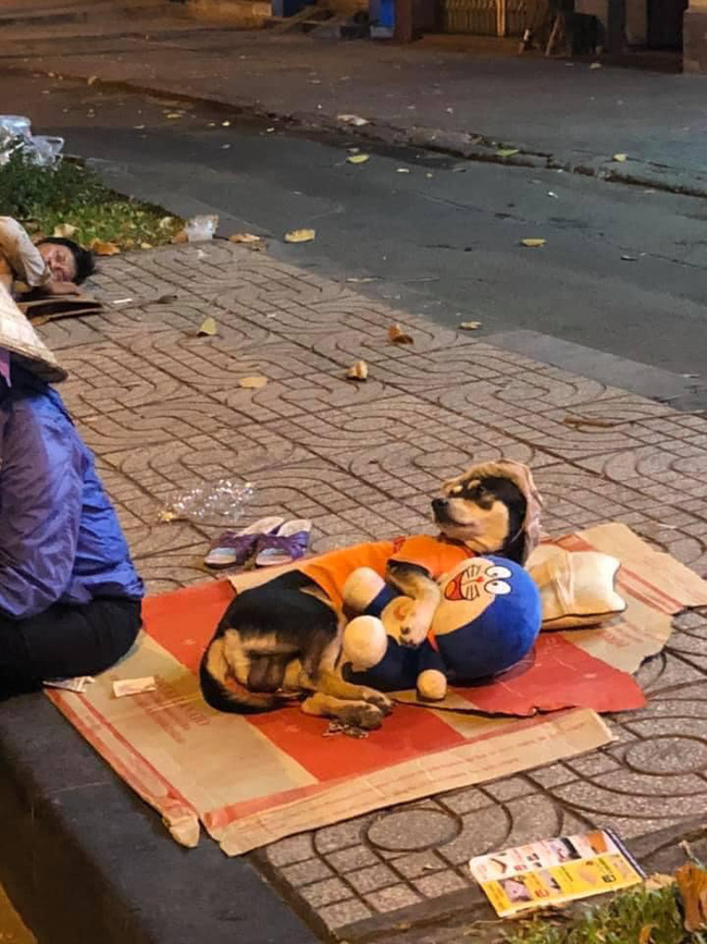 Chuyện đời tréo ngoe khi chú chó theo chủ đi mưu sinh nhưng lại nằm ôm gấu bông, trùm mũ ngủ rất an nhàn bất ngờ trở thành tâm điểm bàn tán trên mạng xã hội-1