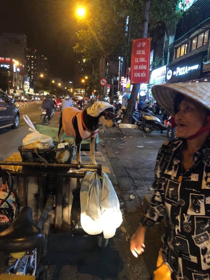 Chuyện đời tréo ngoe khi chú chó theo chủ đi mưu sinh nhưng lại nằm ôm gấu bông, trùm mũ ngủ rất an nhàn bất ngờ trở thành tâm điểm bàn tán trên mạng xã hội-3