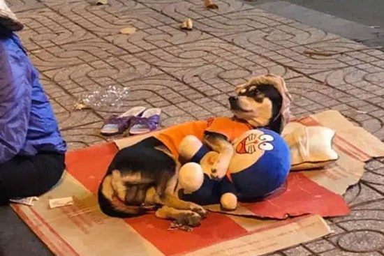 Chuyện đời tréo ngoe khi chú chó theo chủ đi mưu sinh nhưng lại nằm ôm gấu bông, trùm mũ ngủ rất 