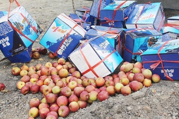 Lộ diện táo tuyết đỏ đi máy bay về Việt Nam khiến giới sành ăn cháy ví-2