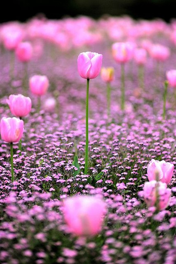 Xem tử vi 12 con giáp thứ 6 ngày 11/12/2020: Tuổi Sửu gặp quý nhân phù trợ, tuổi Dậu tài chính suy giảm-3