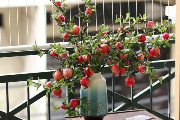 Trâu vàng cõng quất bonsai hút khách sành chơi, giá chục triệu đồng-6