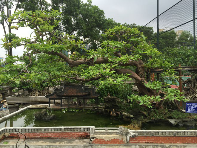 Thương vụ sang tay bonsai ổi dáng kỳ quái độc nhất vô nhị khiến đại gia mê mẩn-10