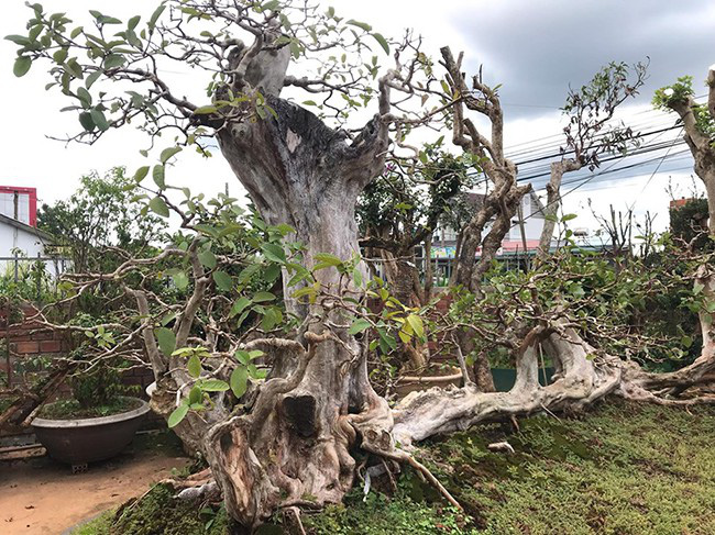 Thương vụ sang tay bonsai ổi dáng kỳ quái độc nhất vô nhị khiến đại gia mê mẩn-3