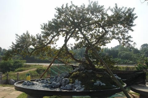 Thương vụ sang tay bonsai ổi dáng kỳ quái độc nhất vô nhị khiến đại gia mê mẩn-6