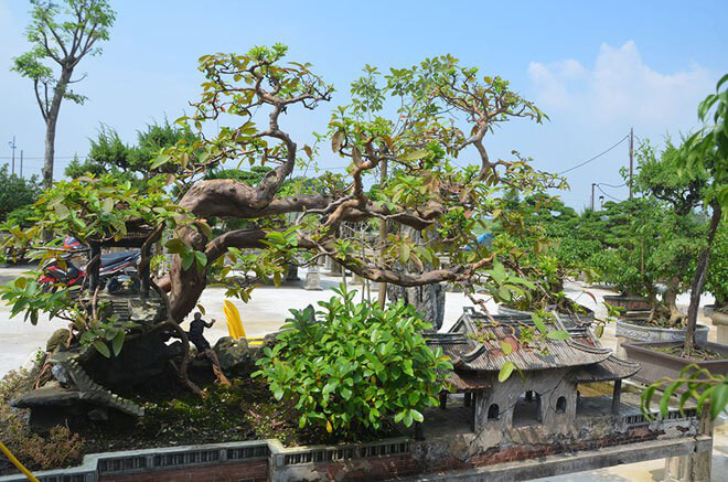 Thương vụ sang tay bonsai ổi dáng kỳ quái độc nhất vô nhị khiến đại gia mê mẩn-8