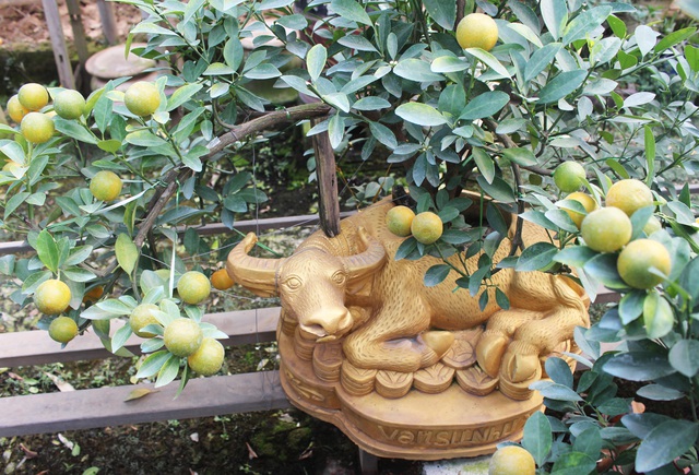 Trâu vàng cõng quất bonsai hút khách sành chơi, giá chục triệu đồng-1