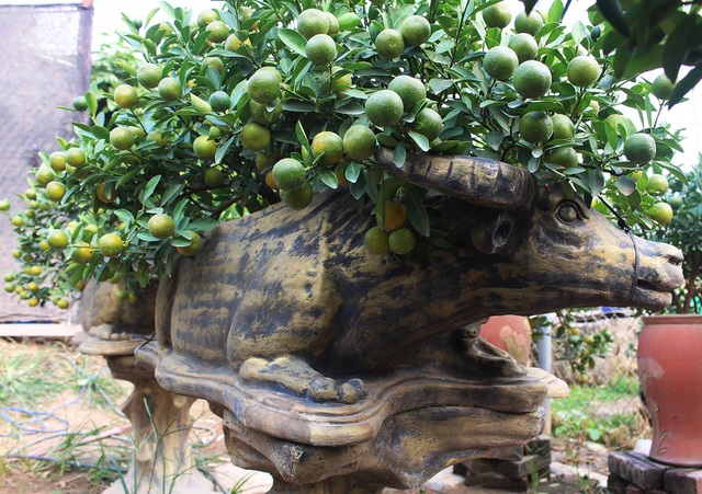 Trâu vàng cõng quất bonsai hút khách sành chơi, giá chục triệu đồng-2