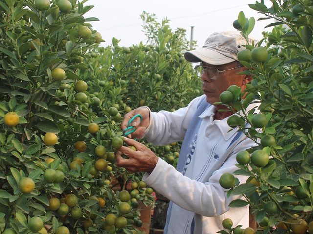 Trâu vàng cõng quất bonsai hút khách sành chơi, giá chục triệu đồng-3