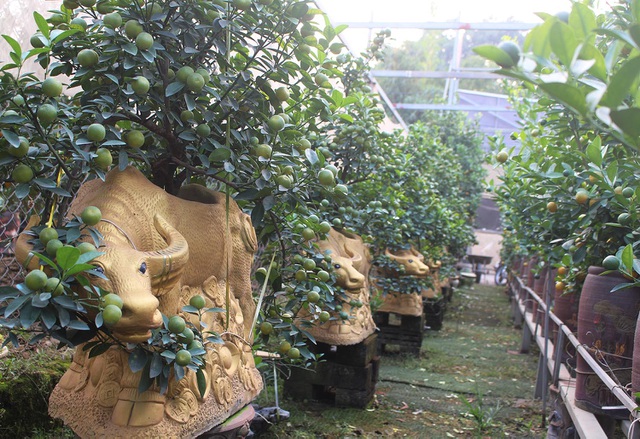 Trâu vàng cõng quất bonsai hút khách sành chơi, giá chục triệu đồng-4