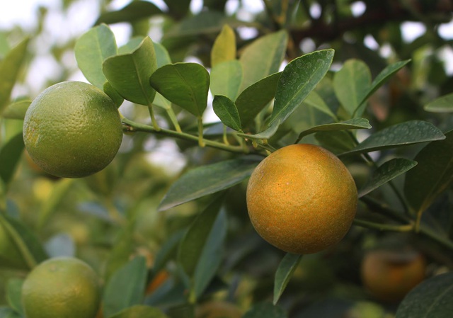 Trâu vàng cõng quất bonsai hút khách sành chơi, giá chục triệu đồng-5