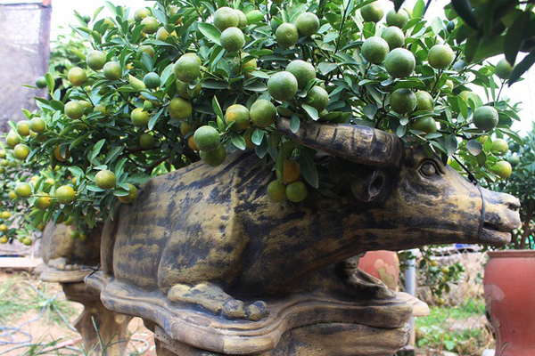 Loại cây được ưa chuộng dịp Tết, khách phải đặt mua trước cả nửa năm-6