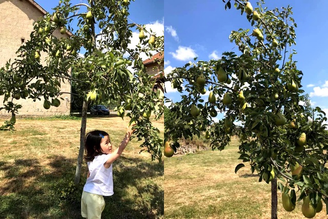 Trang trại trăm loại cây trái trĩu trịt quả của cặp vợ chồng Pháp - Việt-6