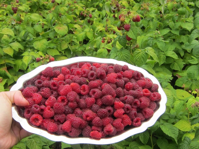 Trang trại trăm loại cây trái trĩu trịt quả của cặp vợ chồng Pháp - Việt-7