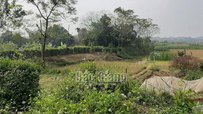 Bắc Giang: Phát hiện đôi nam nữ tử vong bất thường trong lều nằm giữa cánh đồng-1