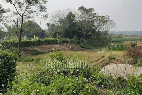 Bắc Giang: Phát hiện đôi nam nữ tử vong bất thường trong lều nằm giữa cánh đồng