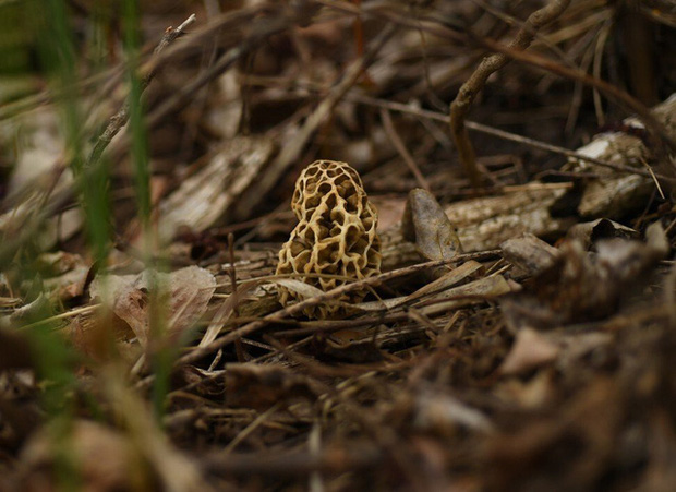 Loài nấm lạ nhìn như tổ ong có giá lên tới 11 triệu VNĐ/kg khiến giới đầu bếp Pháp mê đắm-2