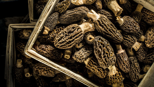 Loài nấm lạ nhìn như tổ ong có giá lên tới 11 triệu VNĐ/kg khiến giới đầu bếp Pháp mê đắm-4