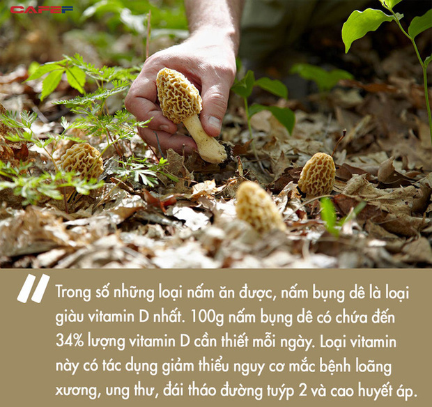 Loài nấm lạ nhìn như tổ ong có giá lên tới 11 triệu VNĐ/kg khiến giới đầu bếp Pháp mê đắm-5