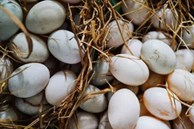 10 lý do khiến trứng vịt được coi là ngon bổ hơn trứng gà nhưng đừng quên khuyến cáo này của chuyên gia
