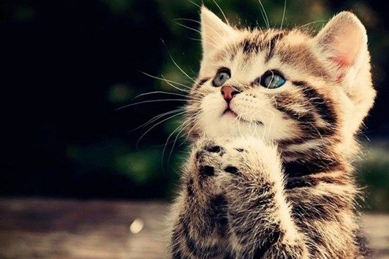 Tử vi 49 ngày tới: 3 con giáp được chấm tên trong sổ Ngọc Hoàng, làm gì cũng phát tài