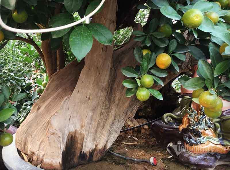 Thân cây xác khô đẻ trăm quả vàng, đại gia rút tiền mua chơi Tết sớm-2