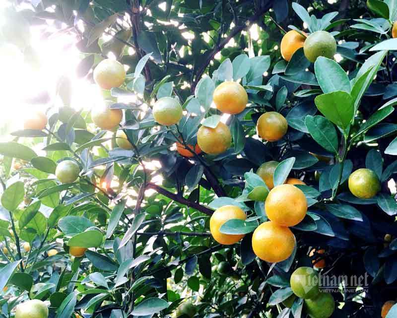 Thân cây xác khô đẻ trăm quả vàng, đại gia rút tiền mua chơi Tết sớm-4