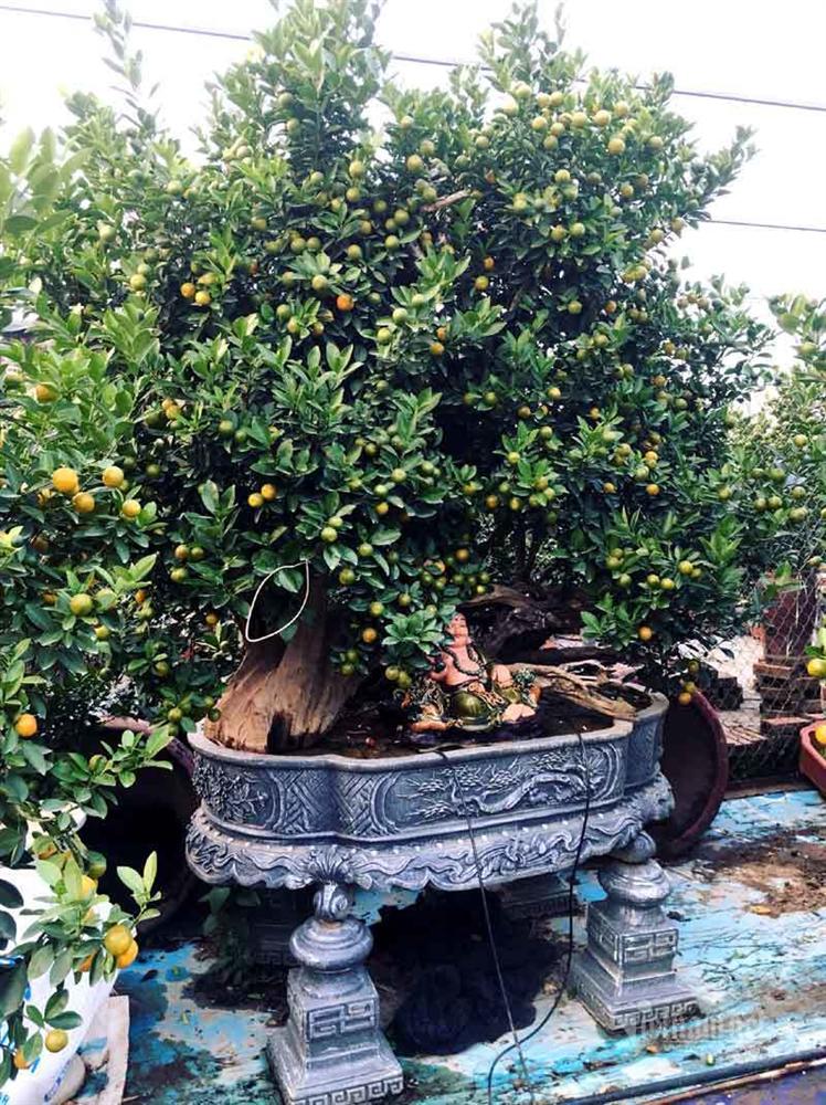 Thân cây xác khô đẻ trăm quả vàng, đại gia rút tiền mua chơi Tết sớm-5