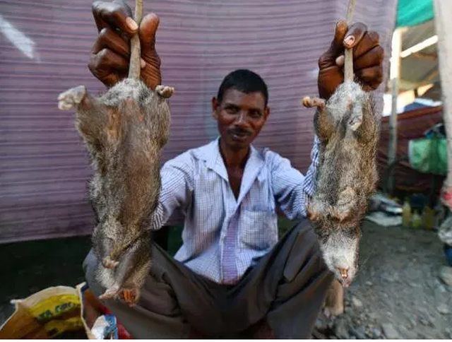 Ở nơi thịt chuột được coi là đặc sản tuyệt đỉnh kungfu còn phổ biến hơn gà hay lợn-4